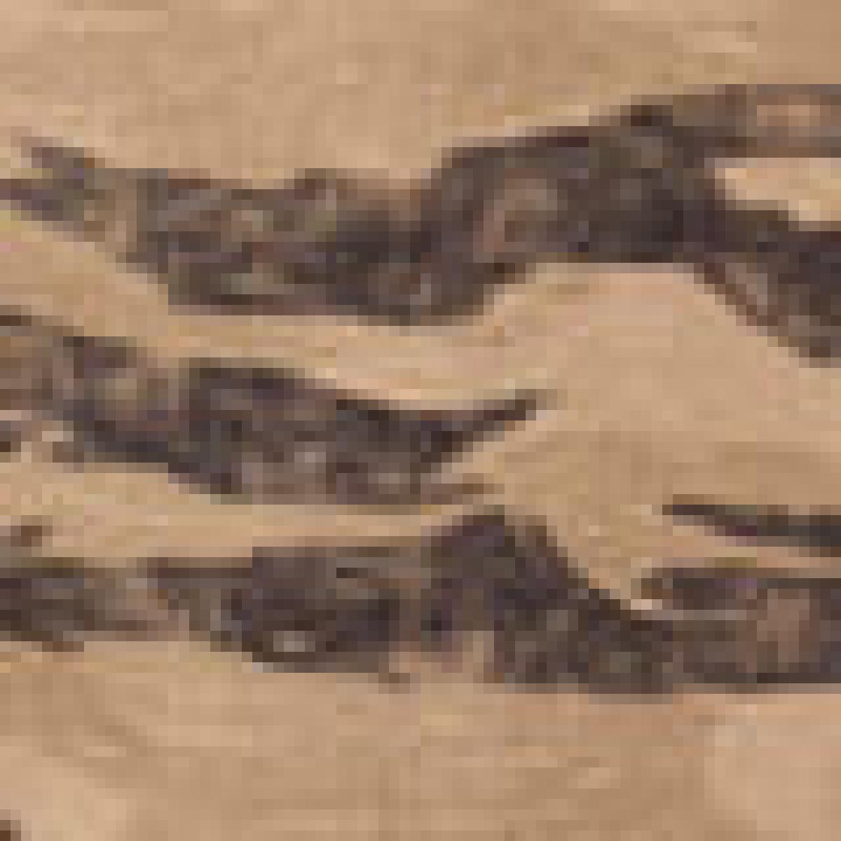 Calça Sarja Barra Desfiada Estampa Tiger Calça Sarja Barra Desfiada Estampa Tiger